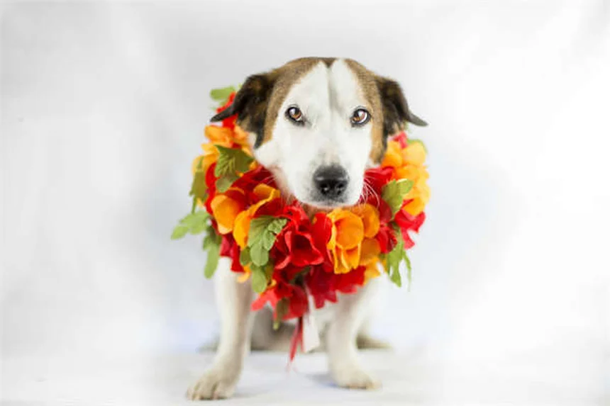 2026 Lexus LS500 AWD Heritage Edition: The Ultimate Farewell to an Icon